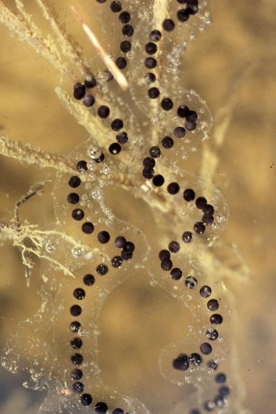 American toad (Anaxyrus americanus). American toad (Anaxyrus americanus). Credit: Jack Ray